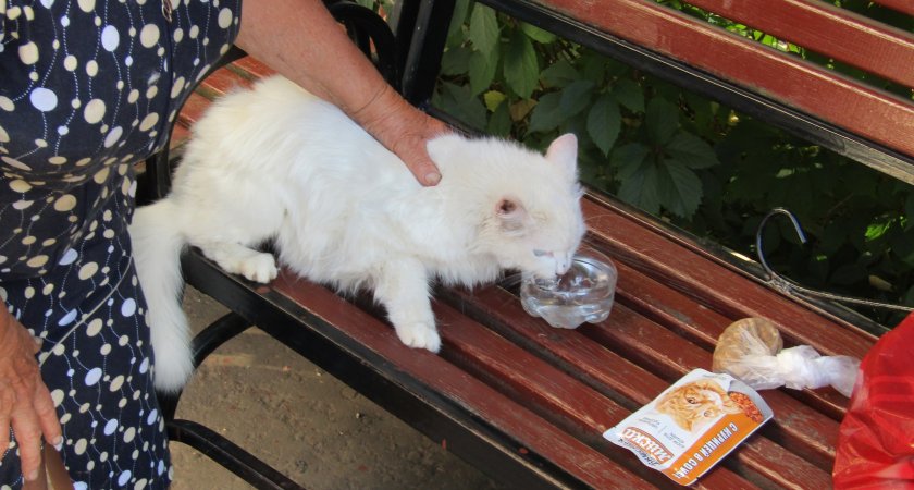 В Саранске сотрудники МЧС спасли кошку, которая два дня просидела в подвале