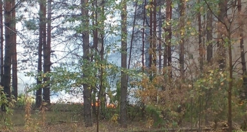 В Мордовии потушили лесной пожар