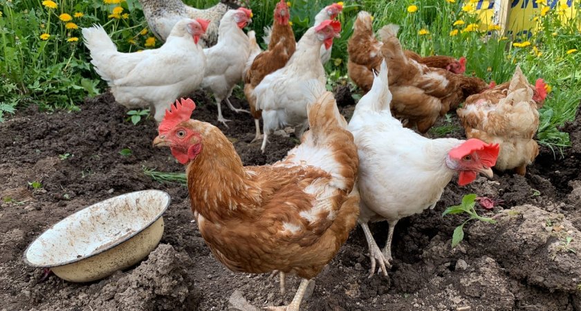 Житель Мордовии получил срок за кражу куриц