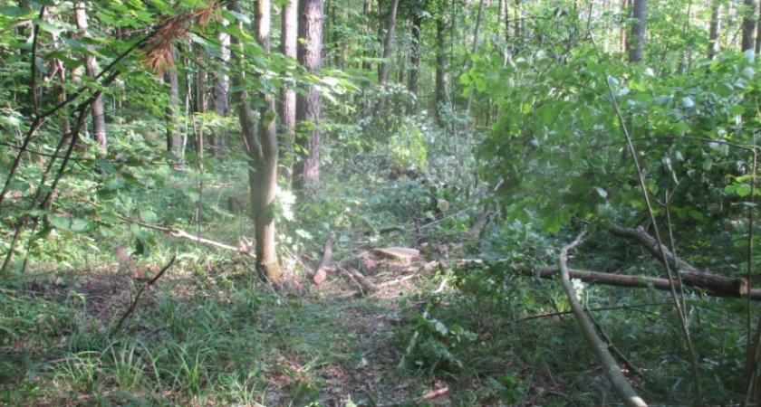 Житель Мордовии предстанет перед судом за незаконную рубку дубов