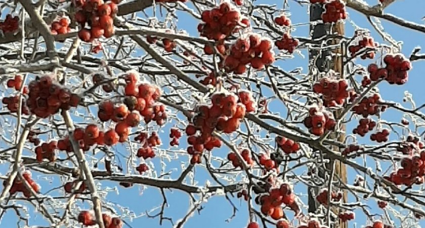 Жителей Мордовии 1 ноября ждет снег и заморозки