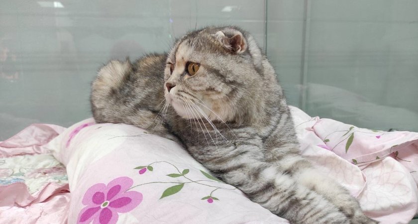 В Саранске пожарные спасли бездомного котенка