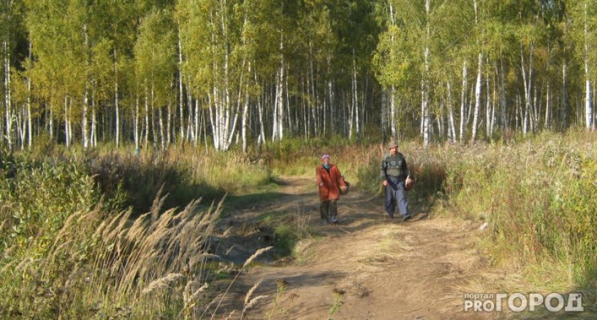 В Мордовии в лесу нашли скелет мужчины
