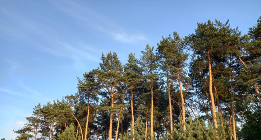 Безработный из Мордовии совершил незаконную рубку 300 деревьев на территории лесничества