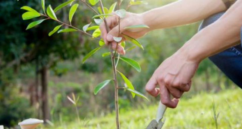 В Мордовии высадили 350 тыс. деревьев