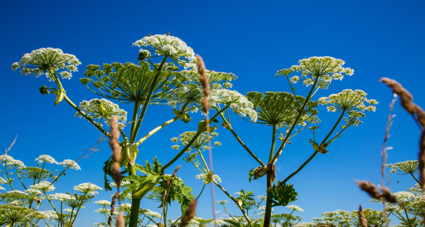 В Мордовии будут лечить рак борщевиком
