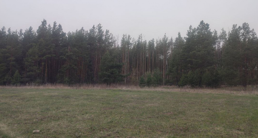 В Мордовии ввели ограничение на посещение лесов в период с 19 по 25 мая 