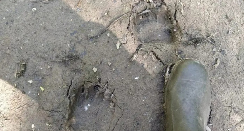 В Ельниковском районе Мордовии обнаружили следы медведицы с медвежонком