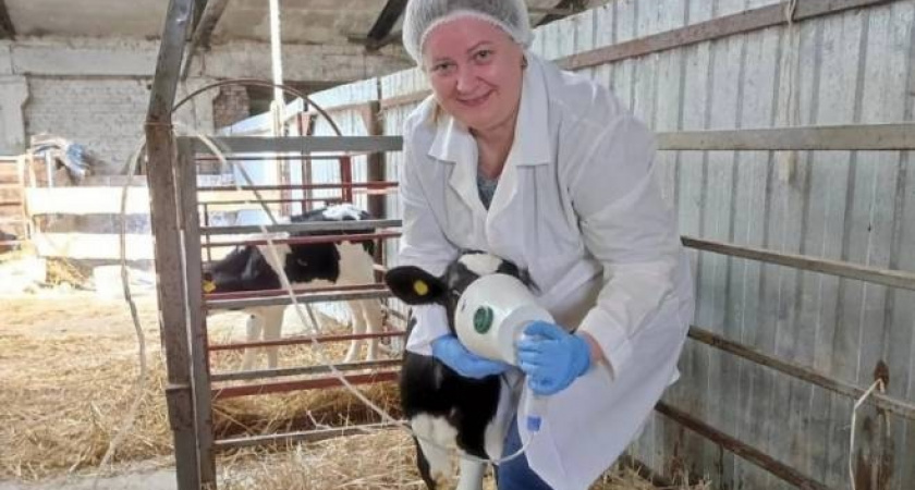 В Мордовии изобрели прибор, позволяющий сохранять поголовье телят