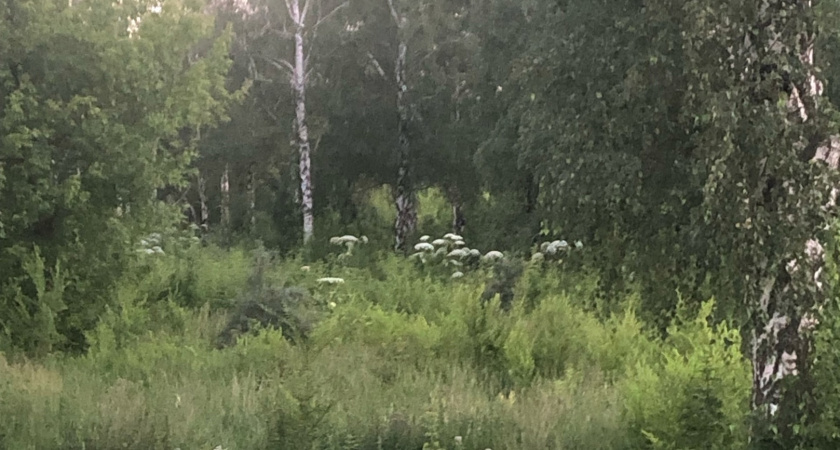 Жители Саранска пожаловались на борщевик в черте города