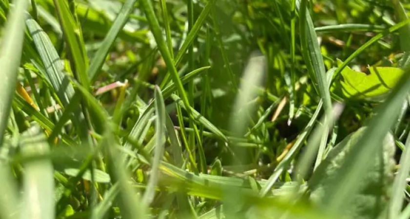 В Мордовии от укусов клещей пострадали почти 400 человек