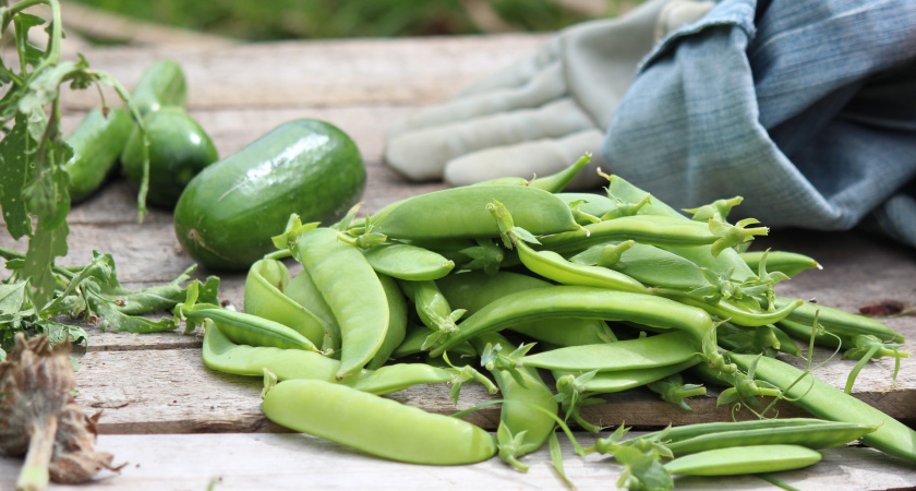 В Мордовии убирают зелёный горошек