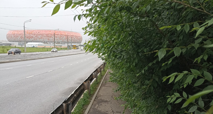 Жители Саранска пожаловались на необрезанные ветви над тротуаром, мешающие ходить