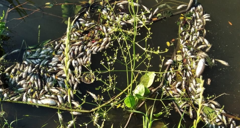 В реке Алатырь в Мордовии нашли множество мертвых рыб