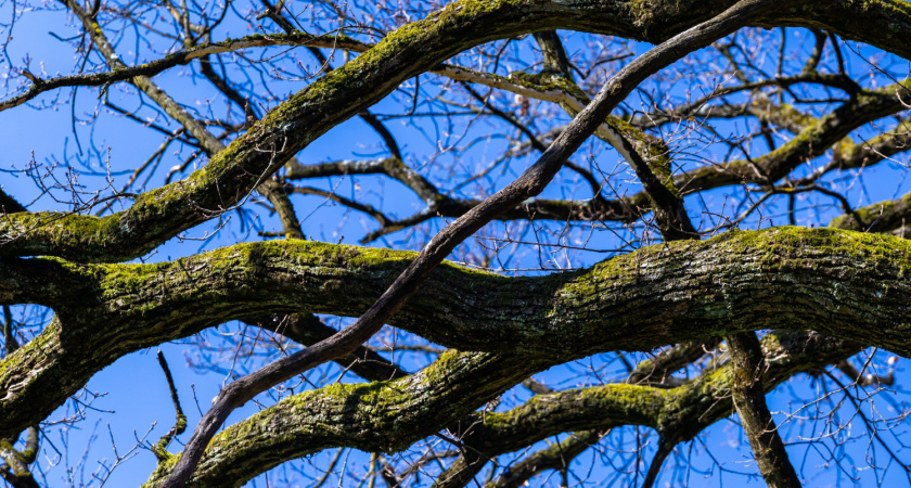 Жители Саранска пожаловались на поваленные деревья и отсутствие асфальта