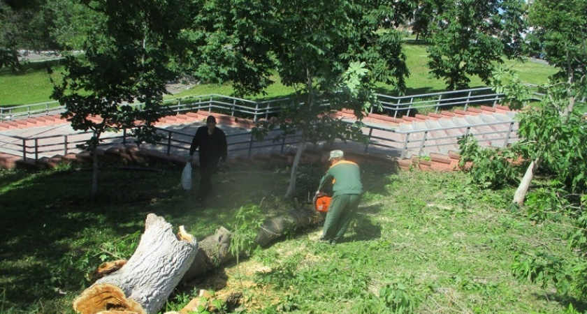 В Саранске вместо спиленных аварийных деревьев осенью посадят 700 новых