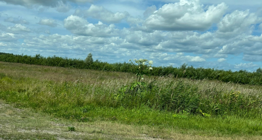 Жители Мордовии вновь жалуются на заросли борщевика