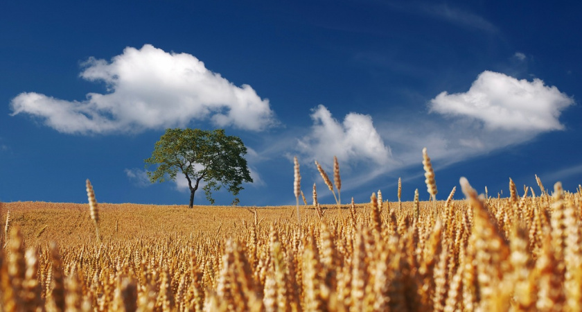 Сбор зерна в Мордовии составил уже 519 тыс. тонн
