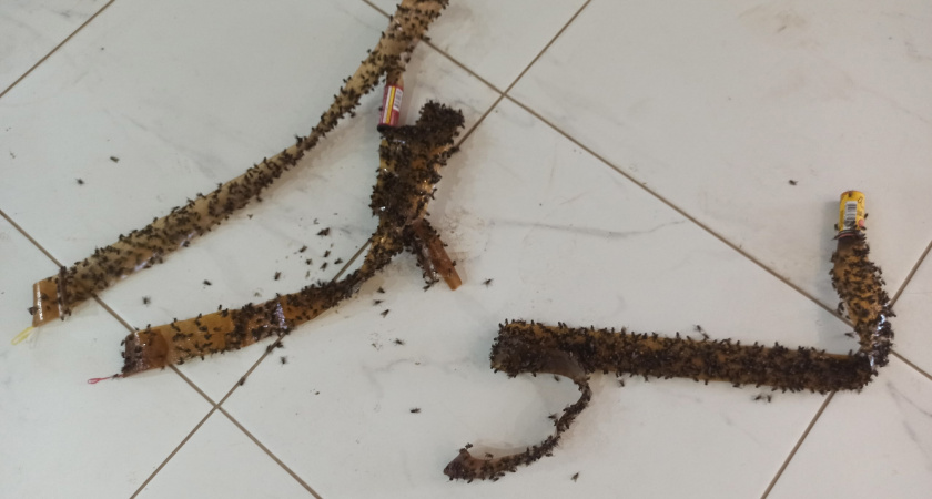 В Лямбирском районе пожаловались на полчища мух из-за навоза