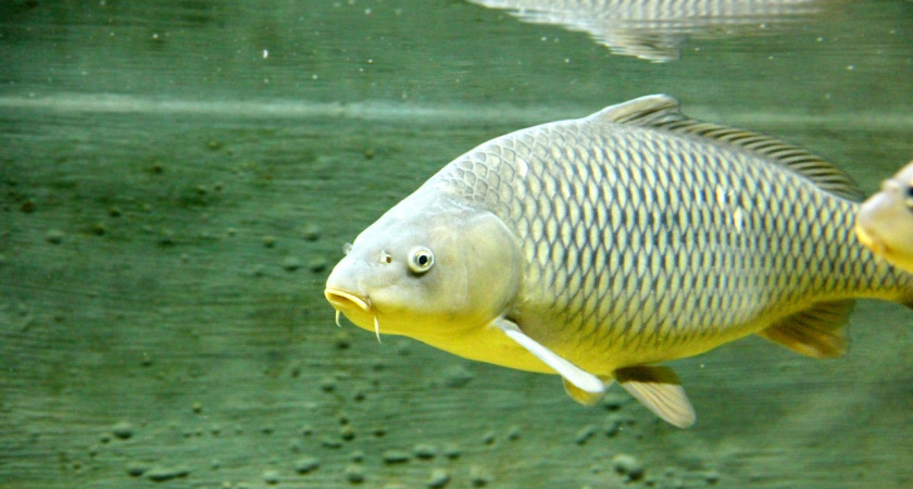 Сузгарьевский пруд в Рузаевском районе очистят от водорослей с помощью рыб