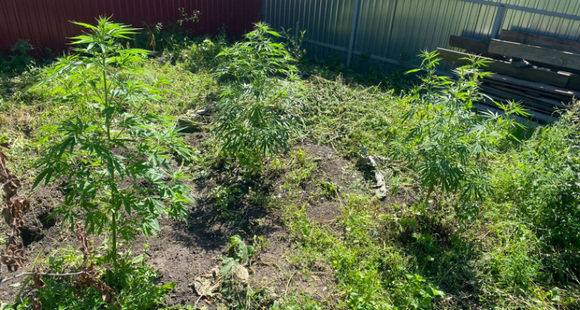 В Мордовии у 65-летнего мужчины нашли 1,5 килограмма каннабиса на огороде