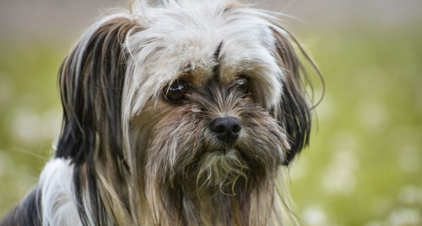 30-летняя жительница Саранска потеряла 20 тыс. рублей при покупке мальтийской болонки