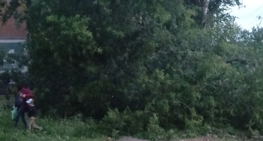 На улице Коваленко в Саранске на тротуар рухнуло дерево