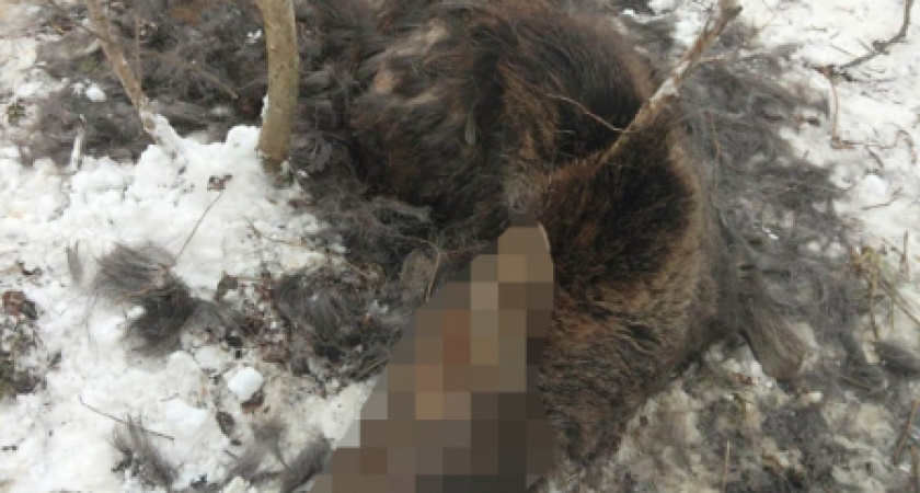 В Мордовии двое жителей застрелили лосиху и двух лосят