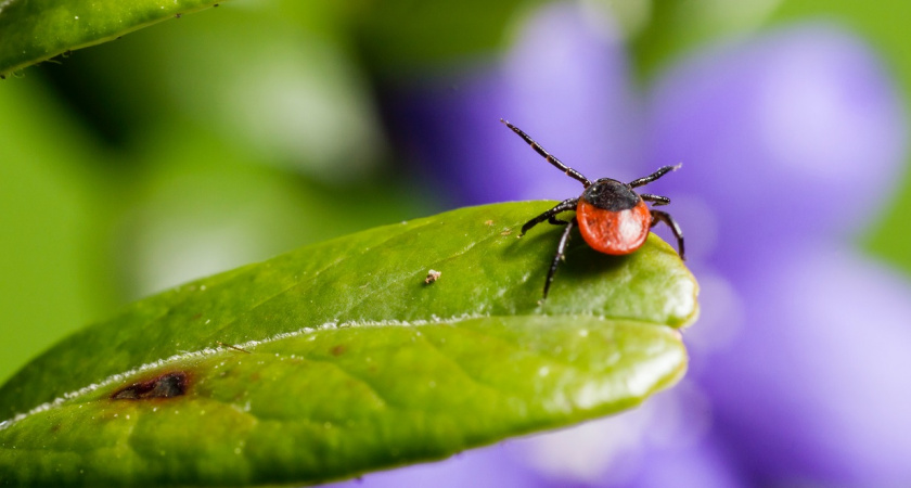 В Мордовии от укусов клещей пострадали почти 600 человек