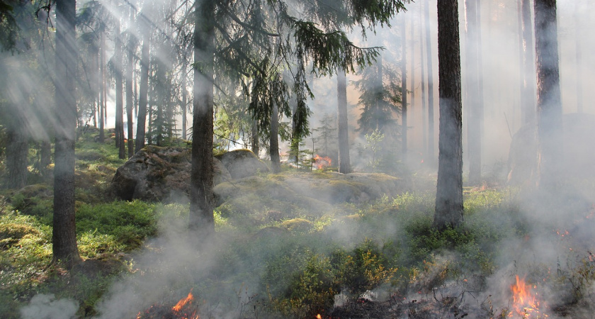 С 26 сентября по 2 октября в Мордовии объявлена чрезвычайная пожарная опасность
