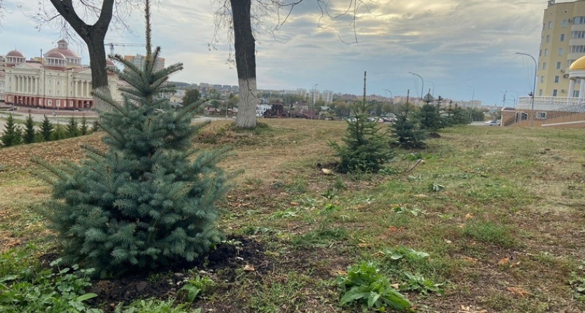 В Саранске на Советской площади и левом берегу Саранки появились 13 елей