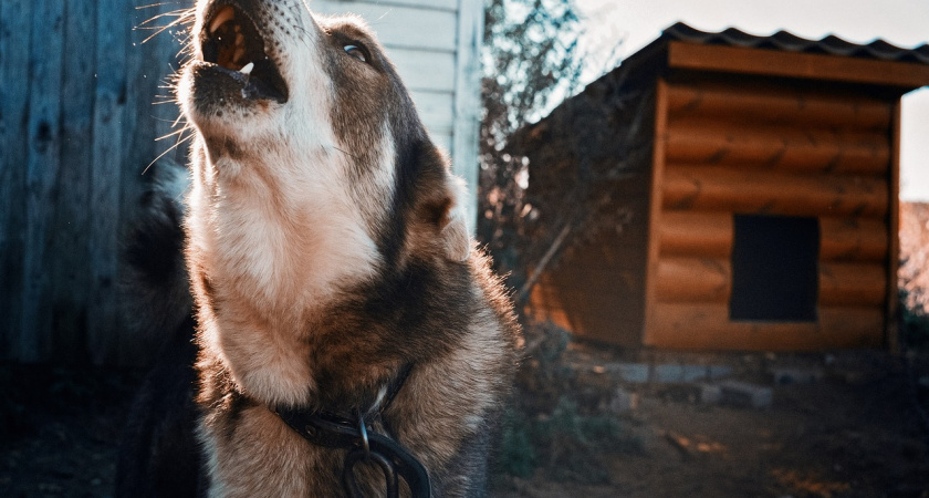 В 2023 году в Мордовии собаки покусали 791 человека