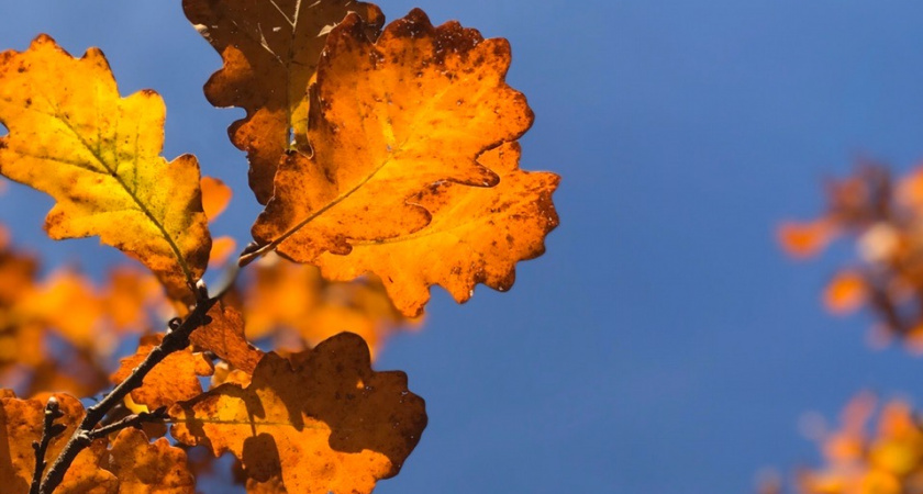 1 октября в Рязанской области ожидается потепление до +24