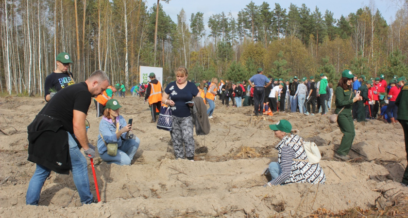 Около 400 человек высаживали хвойные деревья в Ковылкинском районе в рамках всероссийской акции