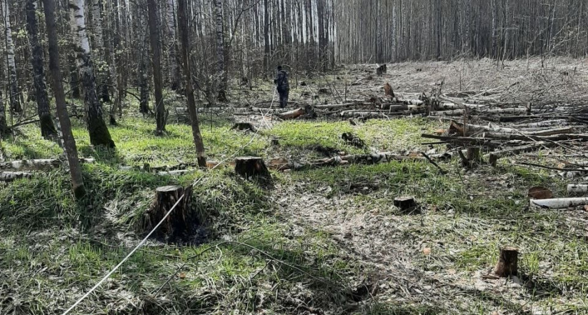 В Мордовии предпринимательница незаконно вырубила 500 кубометров леса