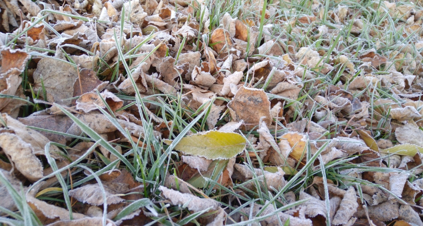 7 октября в Мордовии ожидаются дожди, мощный ветер и до +11