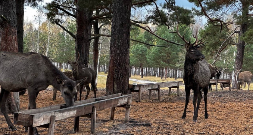 В Мордовии семьям участников СВО организовали посещение сафари-парка «Кречет»