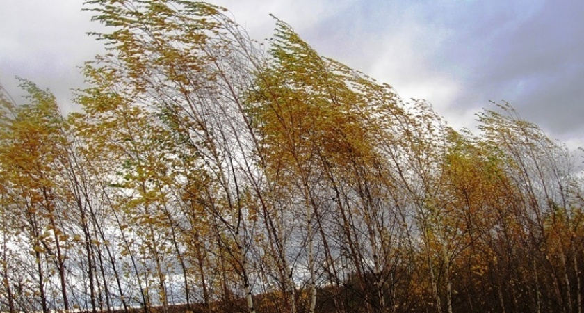 МЧС выпустило штормовое предупреждение о сильном ветре в Мордовии 15 октября