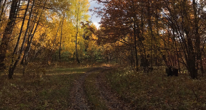 16 октября в Мордовии ожидается дождь и +17