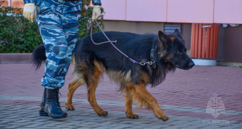 В Мордовии эвакуировали школу из-за сообщения о минировании