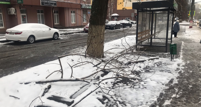 Жители Саранска пожаловались на сваленные у остановки ветки деревьев