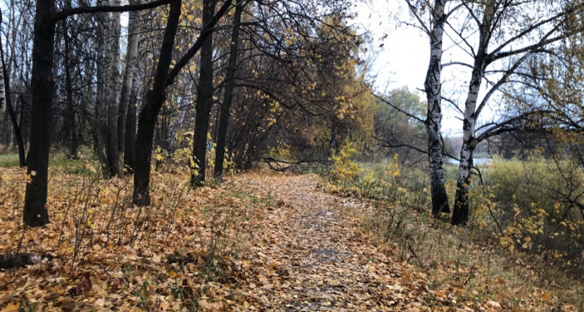 7 ноября в Мордовии ожидаются дожди и до +12