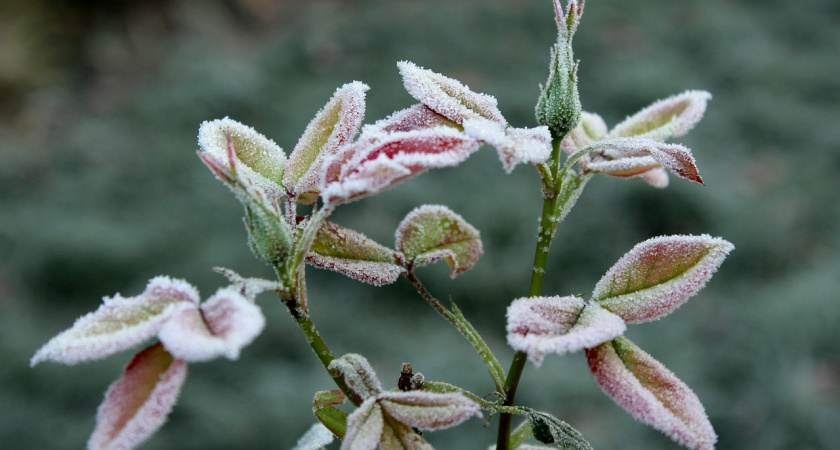 16 ноября в Мордовии ожидается снег и до -3