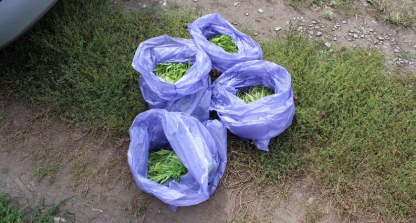 Житель Саранска осужден на 3 года за хранение наркотиков в крупном размере