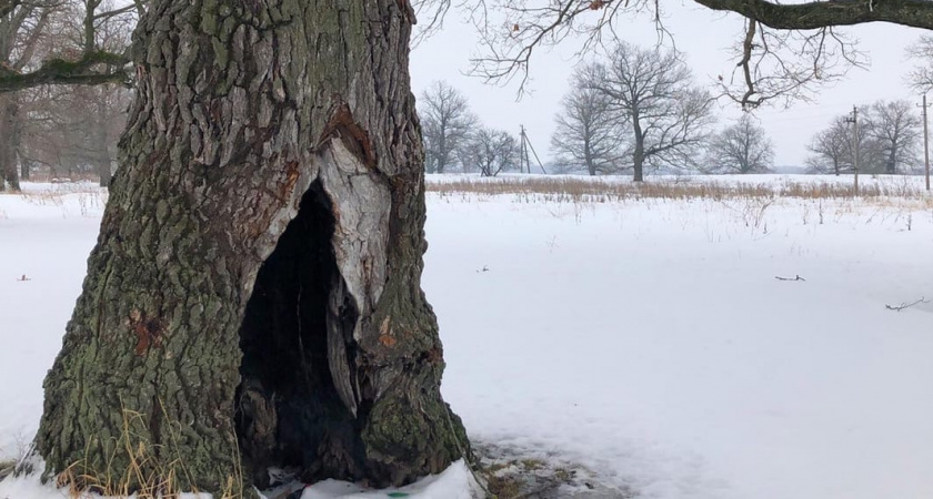 Синоптики Мордовии озвучили прогноз погоды в начале декабря