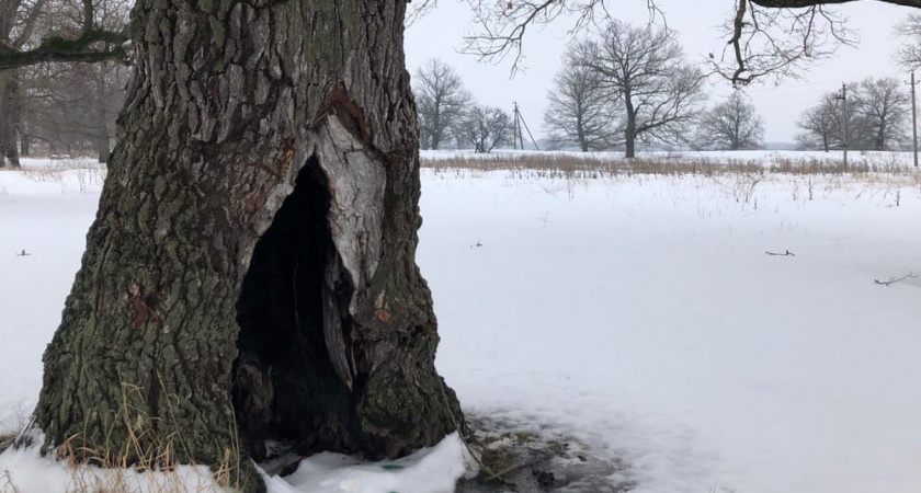 20 декабря в Мордовии ожидается снегопад и до +2