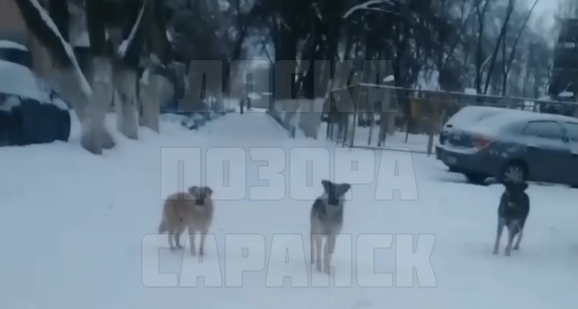 Жители Саранска пожаловались на стаю бездомных собак у детского сада