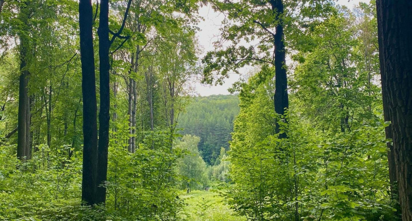 В Мордовии лесничего оштрафовали за сокрытие незаконной вырубки леса