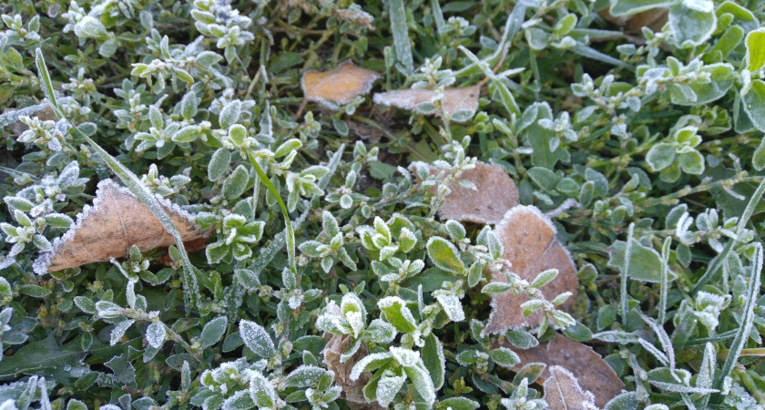 5 мая в Мордовии ожидается мокрый снег и до -2