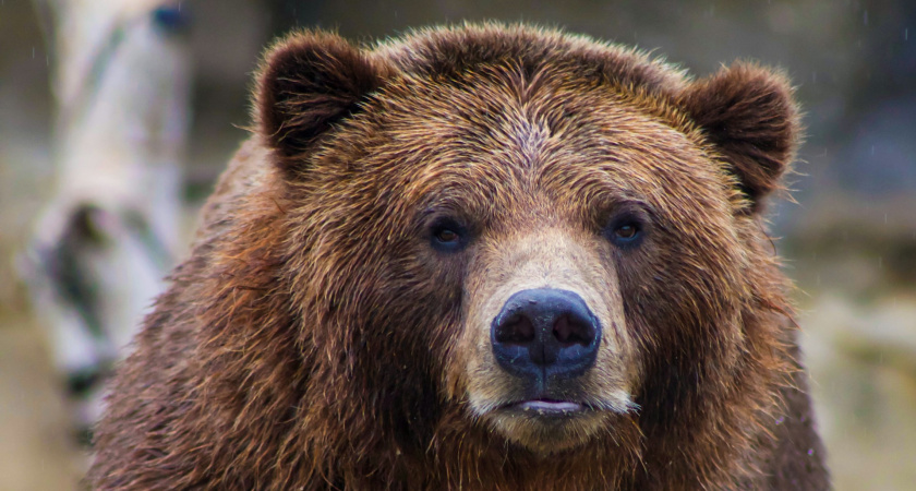 В лесах Мордовии бродит бурый медведь